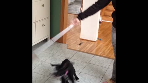 Swiffer Chasing Puppy Spins Herself Dizzy