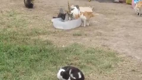Manada de gatos descansando en un parque