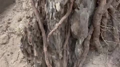 tree bouldering