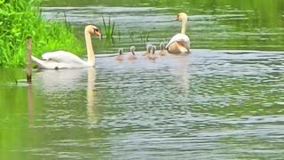 Young swans with their parents / beautiful baby swans by a river.