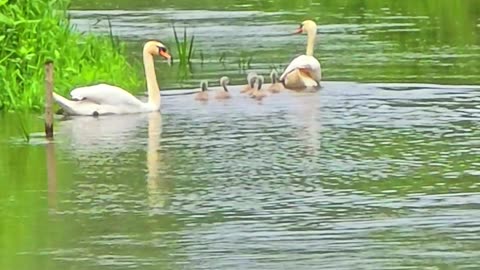 Young swans with their parents / beautiful baby swans by a river.