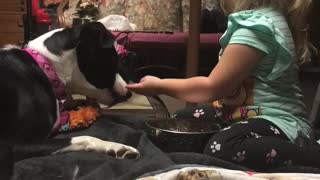 Toddler hand feeds puppy