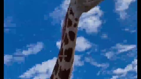 See how giraffes eat skittles