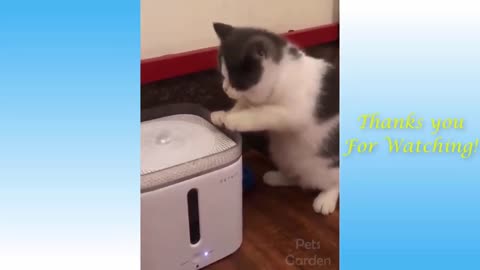 My Cat Loves Drinking Water From Air Cooler