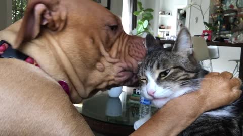 Dog can't stop giving cat kisses