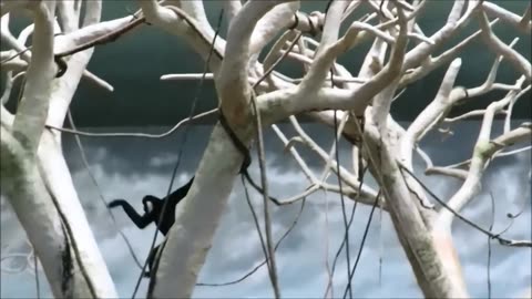 Cute Gibbons Playing and climbing