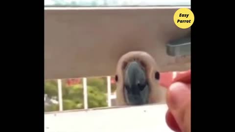 That look is betrayal. A bird learns how life works