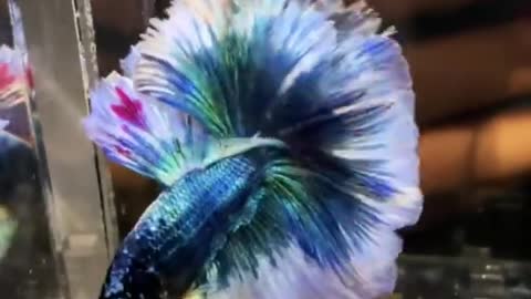 Most Beautiful types Betta Fish