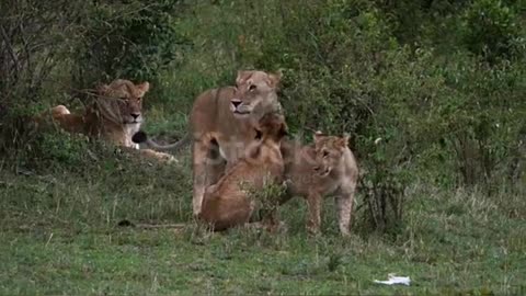 African Lion, panthera leo, Mothers and Cubs, Masai Mara Park in Kenya