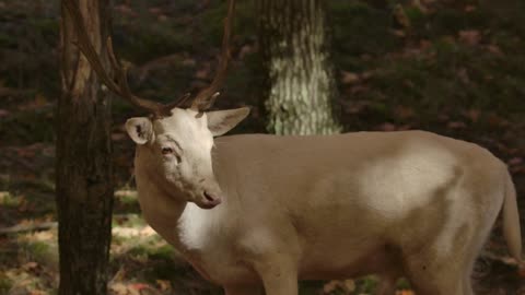 Close Up Of Albino Deer In Autumn Forest