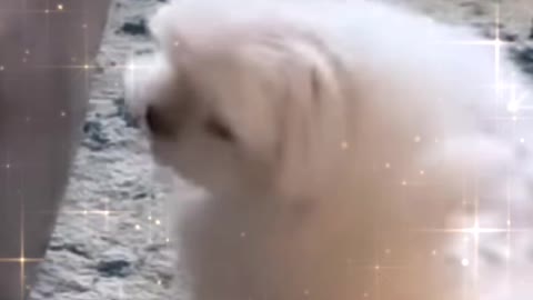 Funny Baby 🐕🐕🐶🐕 Dancing Dog