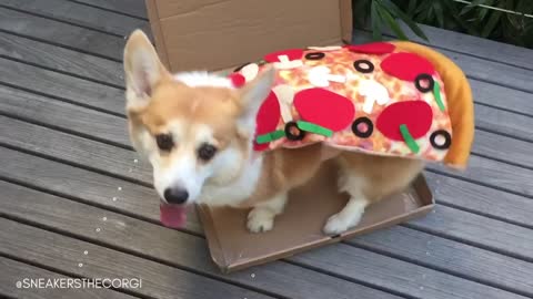 Sneakers the Pizza Corgi is deliciously adorable!