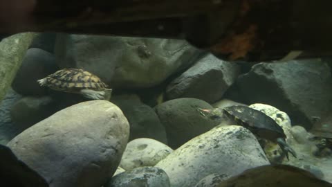 Underwater Turtles Swimming