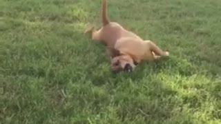 Brown dog rolling down a hill