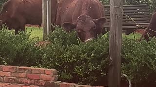 4 Legged Hedge Trimmer