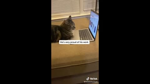 Funny Animal Videos😂😹😻