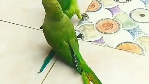 parrots play to gfdutvbng jgtevi jgjjgvc