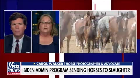 Biden administration program sending horses to slaughter