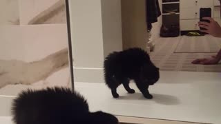 Black cat afraid of itself in the mirro