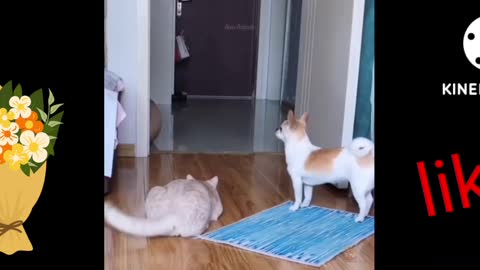 Cat Funny Video Don't miss ♤🥰🥰🥰🥰🥰