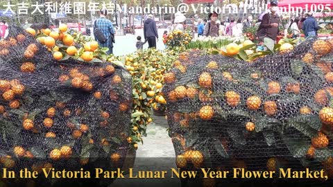 大吉大利＠維園年桔 Mandarin＠Victoria Park, mhp1095, Fen 2021