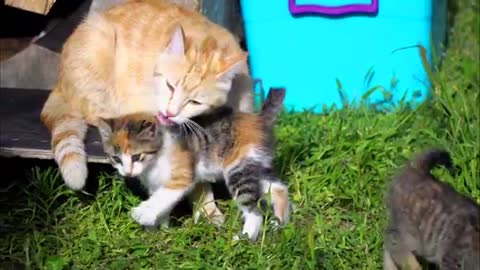 Mother Cat Playing With Her Babies