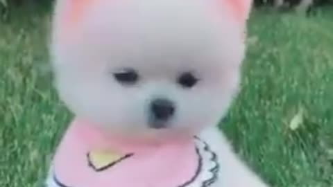 Cute little puppy Act in Funniest ways Look very awesome