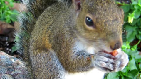 Adorable squirrel eating nuts