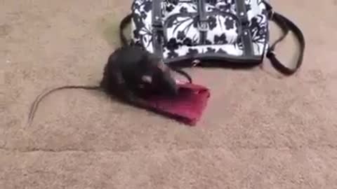 mouse lover of money