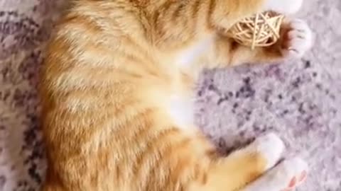 Funniest Cat Videos That Will Make You Laugh - Funny Cats and Dogs Videos