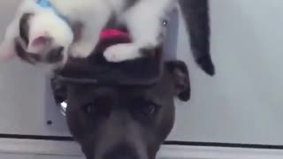 Kitty and Pitbull