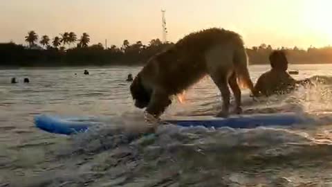 Cute Dog Surfing On the sea