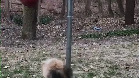 Blonde dog hits red tetherball in woods