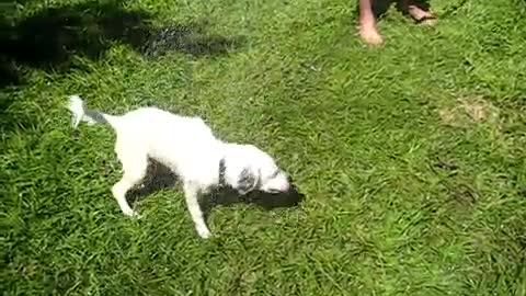 3-legged puppy chases the water