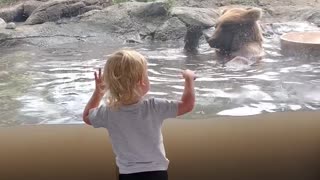 Little Boy Impressed With Bears