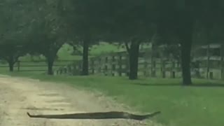 Diamondback Rattlesnake Crosses the Road