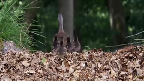 Adorable Duckling Debut: A Journey of Discovery with Mother Duck"