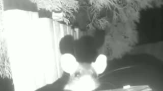 Peek a Boo Mouse strikes again. Nighttime mouse. Camera shy. Fun for kids.