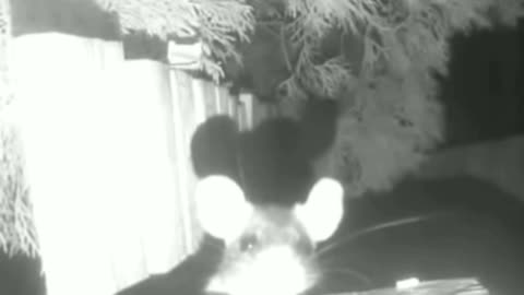 Peek a Boo Mouse strikes again. Nighttime mouse. Camera shy. Fun for kids.