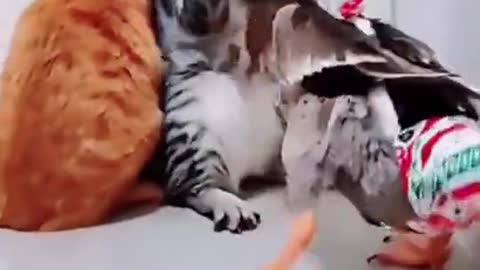 Cats and duck 🦆 very fighting #viral #shorts