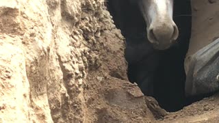Donkey Rescued from Sinkhole
