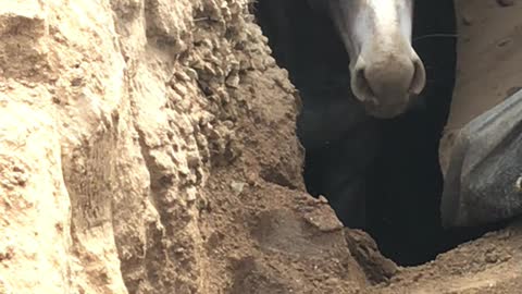 Donkey Rescued from Sinkhole