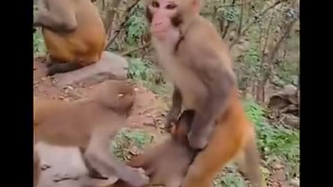 Monkey alive in mountain