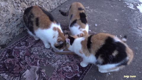 Mother cat and her twin calico kittens