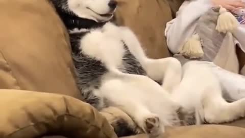 Dog reaction