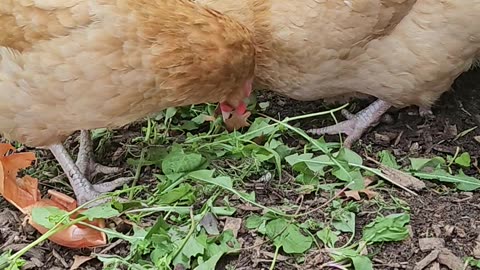 OMC! Adorable chickens including the precious Brownie dining on greens together! #chickens #hens