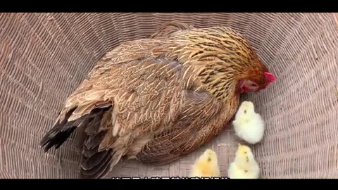 hen hatching chicken baby