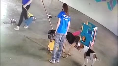 Dog Goes Potty in Mop Bucket