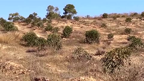 Libyan aims to save forest by watering hundreds of trees
