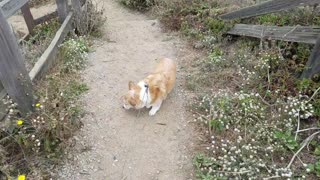 Isaac the Corgi - Visit to Pacifica, CA.